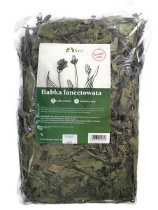 Babka Lancetowata XXL 600g Tivo